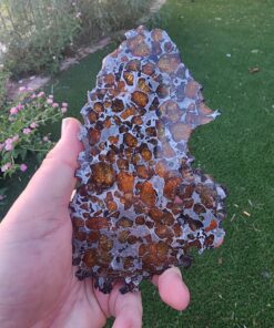 Imilac Pallasite