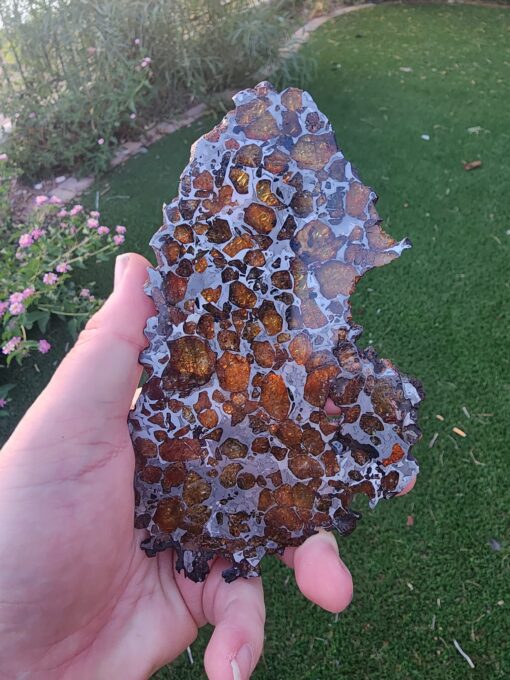 Imilac Pallasite