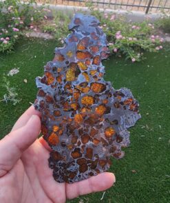 Pallasite Imilac