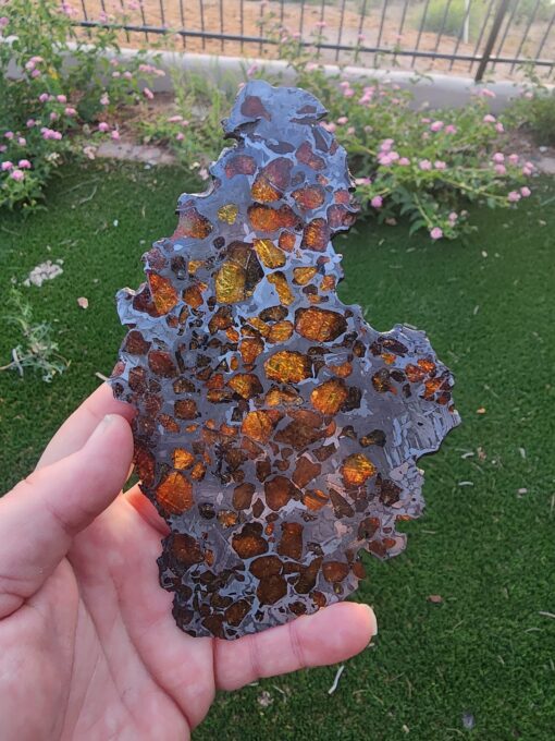 Pallasite Imilac